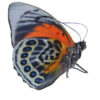 HYBRID Agrias claudina lugens / Agrias beata - Image 3