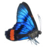 Ancyluris mira - Image 2