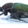 Compsocephalus kachowskii kachowskii ( breeding ) - Image 2