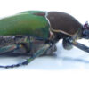 Compsocephalus kachowskii kachowskii ( breeding ) - Image 3