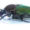 Compsocephalus kachowskii kachowskii ( breeding ) - Image 2