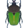 Compsocephalus kachowskii kachowskii ( breeding )