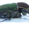 Compsocephalus kachowskii kachowskii ( breeding ) - Image 3