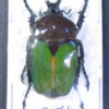 Compsocephalus kachowskii kachowskii ( breeding ) - Image 4