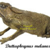 Duttaphrynus melanostictus ( seated )