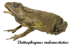 Duttaphrynus melanostictus ( seated )