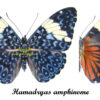 Hamadryas amphinome amphinome - Image 2