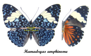 Hamadryas amphinome amphinome - Image 2