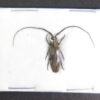 Hippopsicon sp. ( confluens? ) - Image 2