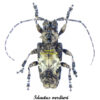 Idactus verdieri