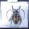 Idactus verdieri - Image 2