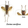 Lesina ensifera ( spread ) - Image 2