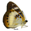 Lexias aeropus aeropus – Image 2