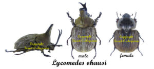 Lycomedes ohausi - Image 2