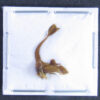 Membracinae sp#1 - Image 2