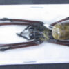 Nephila kuhlii - Image 2