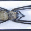 Nephila pilipes ( 5pcs ) – Image 2