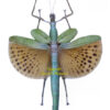 Paracyphocrania major ( spread ) - Image 2