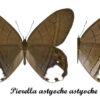 Pierella astyoche astyoche - Image 2