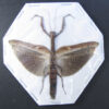 Popa spurca ( spread ) - Image 2