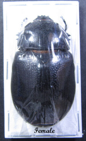 Trichogomphus vicinus - Image 3