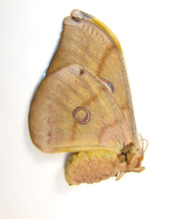Antheraea frithi  ( mixt form ) 5pcs