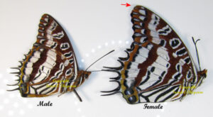 Charaxes andranadorus - Image 3