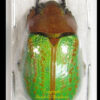 Chrysina ( Plusiotis ) victorina - Image 2