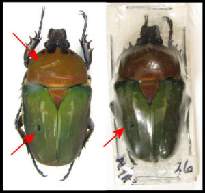 Stephanocrates bennigseni - Image 2
