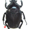 Fornasinius higginsi ( very rare ) - Image 2