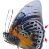 HYBRID Agrias beata / Prepona praeneste - Image 2