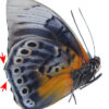 HYBRID Agrias beata / Prepona praeneste - Image 3