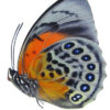 HYBRID Agrias claudina sardanapalus / Agrias beata - Image 2