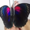HYBRID Agrias claudina sardanapalus / Agrias beata