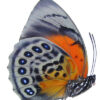 HYBRID Agrias claudina sardanapalus / Agrias beata - Image 3
