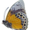 HYBRID Prepona omphale/Agrias beata - Image 2