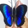 HYBRID Prepona omphale/Agrias beata