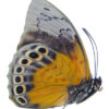 HYBRID Prepona omphale/Agrias beata - Image 3