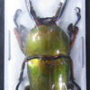 Lamprima adolphinae - Image 2