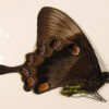 Papilio ulysses telegonus - Image 2