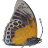 HYBRID Prepona laertes / Agrias beata stuarti - Image 3
