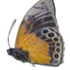 HYBRID Prepona laertes / Agrias beata stuarti - Image 4