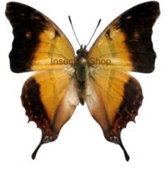 Charaxes betanimena