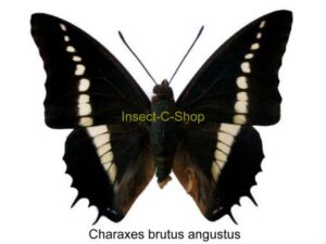 Charaxes brutus angustus