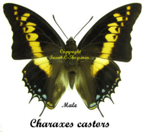 Charaxes castors