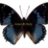 Charaxes smaragdalis
