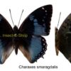 Charaxes smaragdalis - Image 2