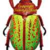 Chrysina ( Plusiotis ) victorina