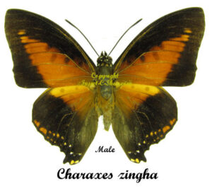 Charaxes zingha