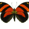 Callicore cynosura